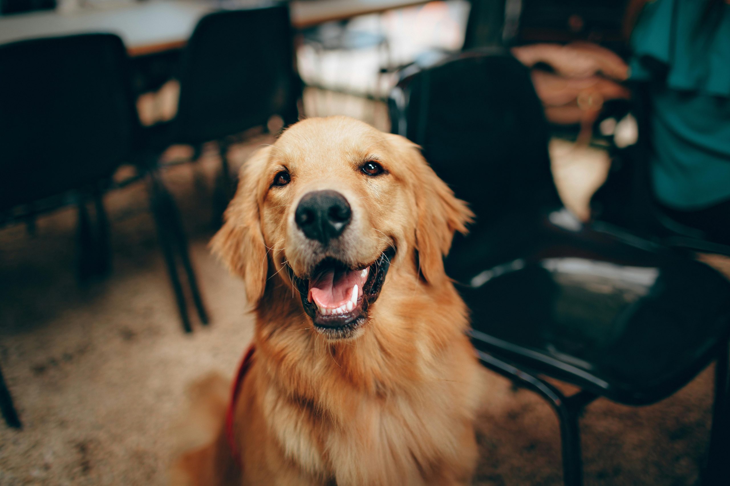 Healthy golden retriever
