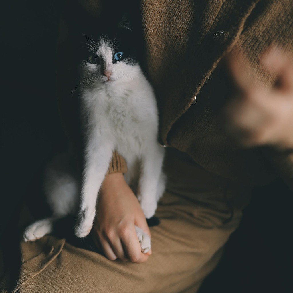The Right Way to Handle Your Cat Ebook
