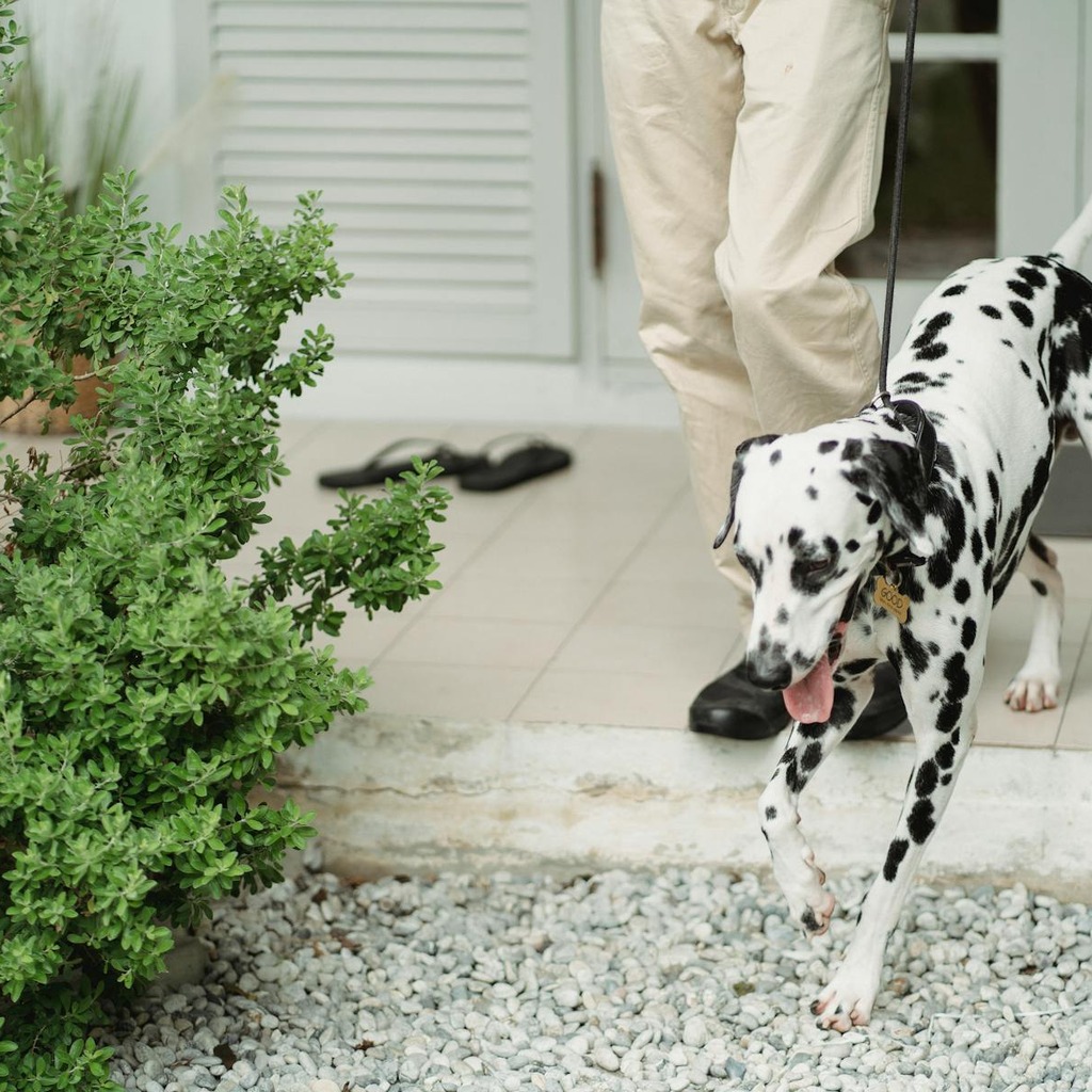 The Right Way to Handle Your Dog Ebook