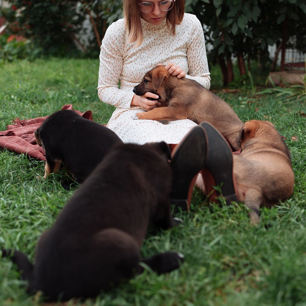 7 Days to a Dream Puppy Guide