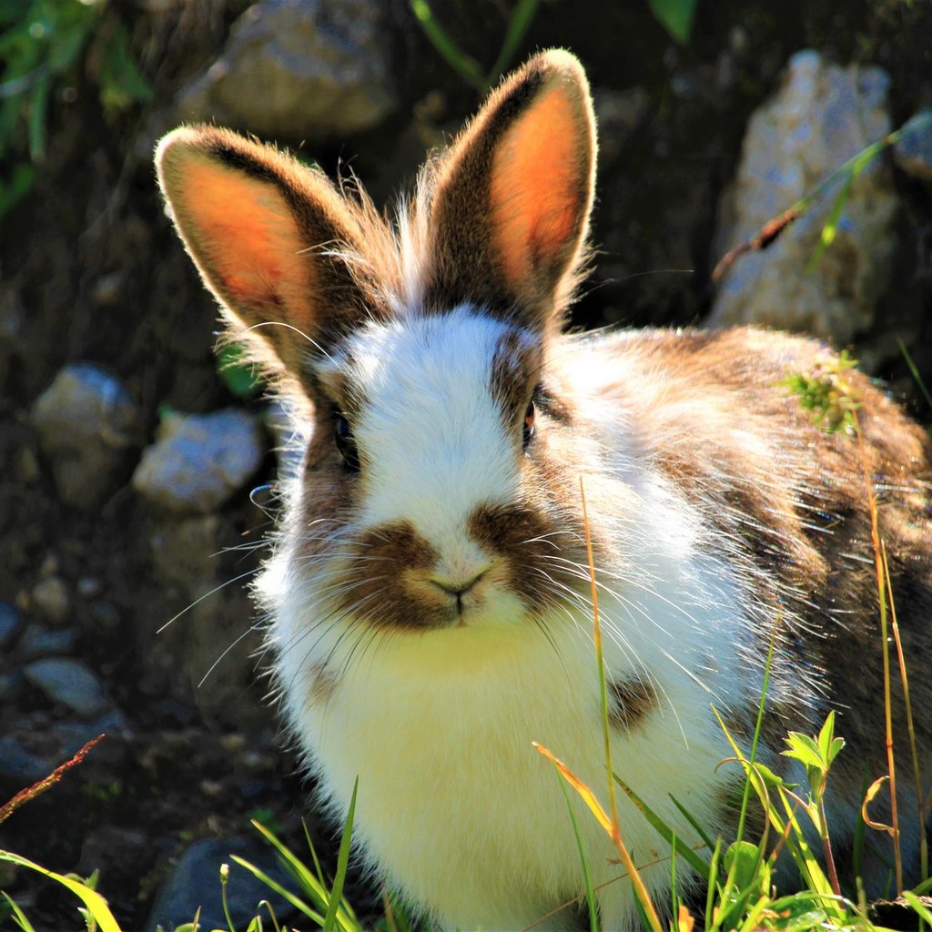 Rabbit & Hare Care Ebook