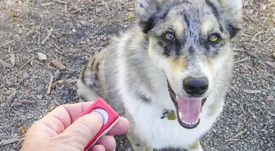 Dog looking up during a clicker training session with a handheld clicker.