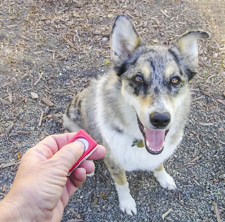 Best Dog Training Apps for Puppy Problems: Biting, Barking, Potty Training, and Leash Pulling