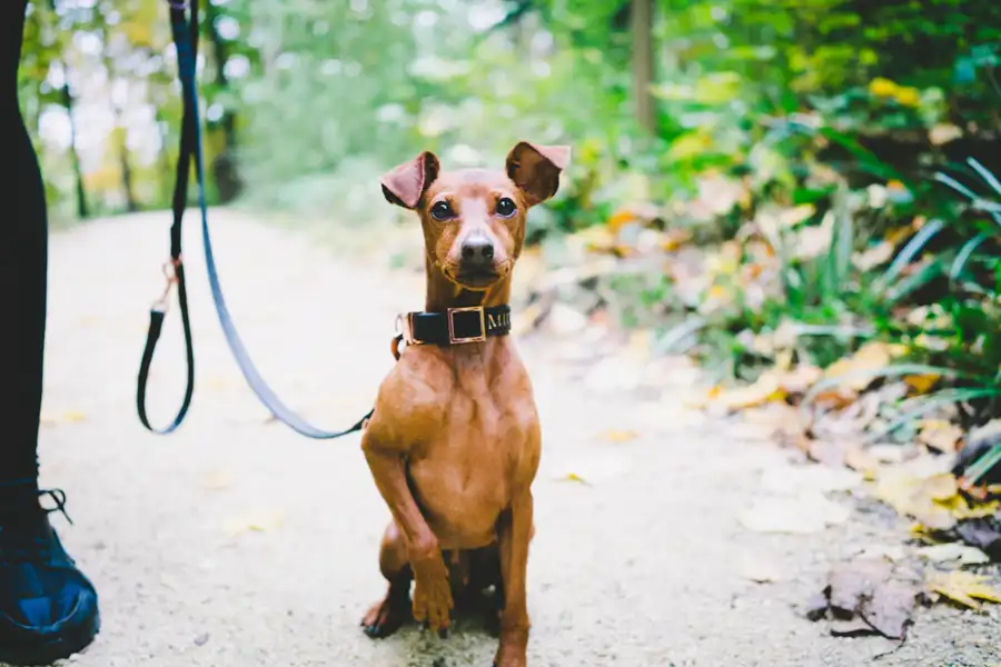 Small dog sitting on a leash during an outdoor training walk.