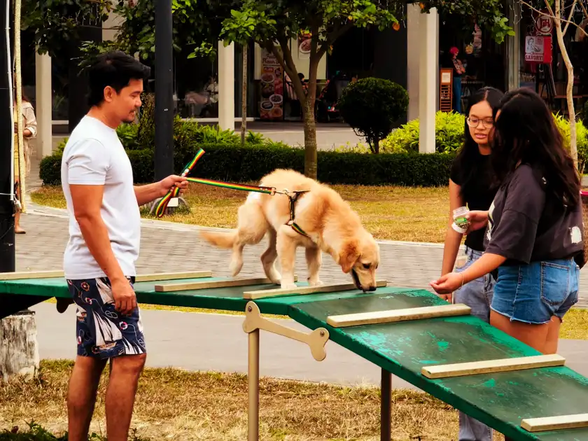 Dog practicing on an agility ramp while handlers offer guidance and rewards.