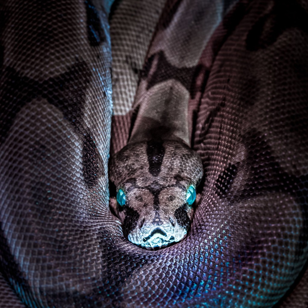 Keeping Snakes as Pets Guide