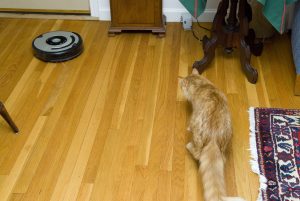 Best Vacuums for Pet Hair: What Pet Owners Should Look For Before Buying