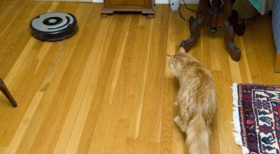 Cat near a running robot vacuum for a SavingCat pet hair vacuum buying guide