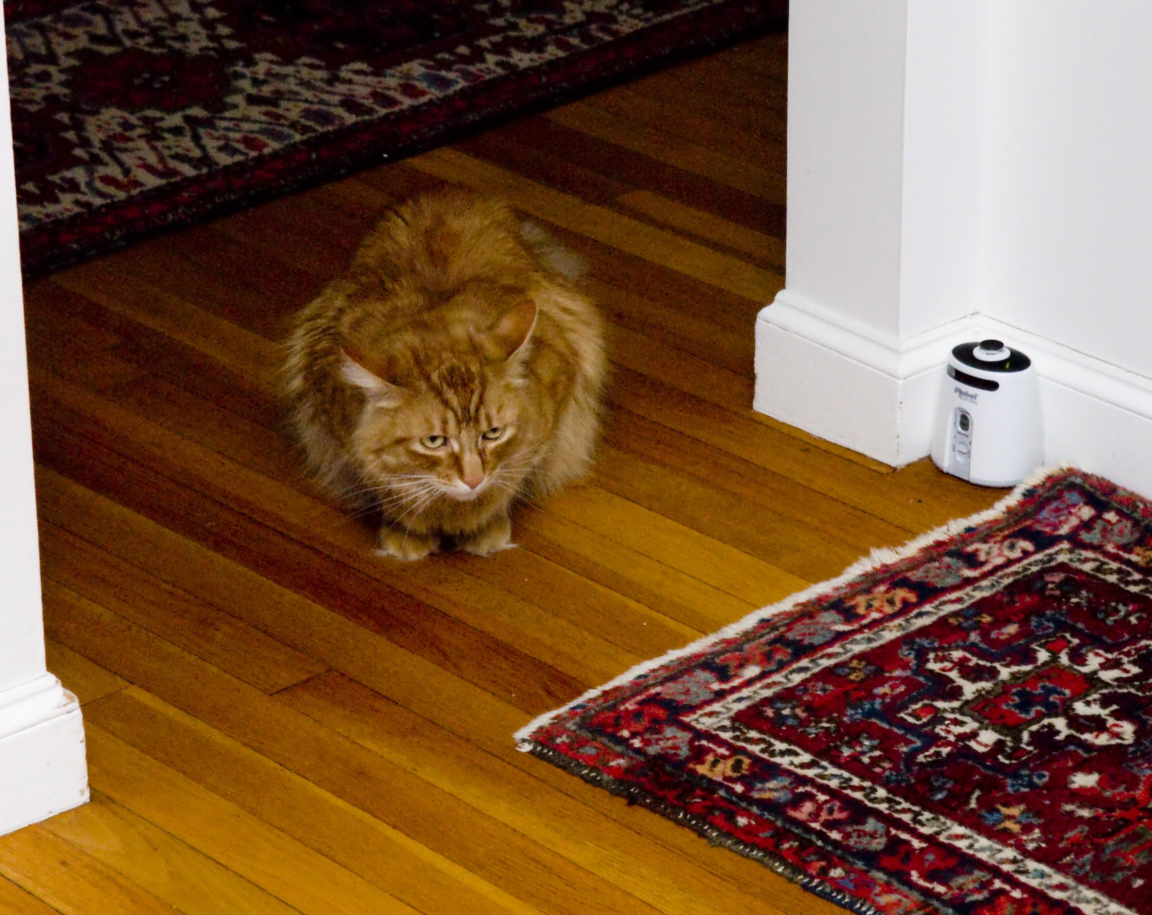 Cat watching a Roomba for a SavingCat pet hair vacuum buying guide