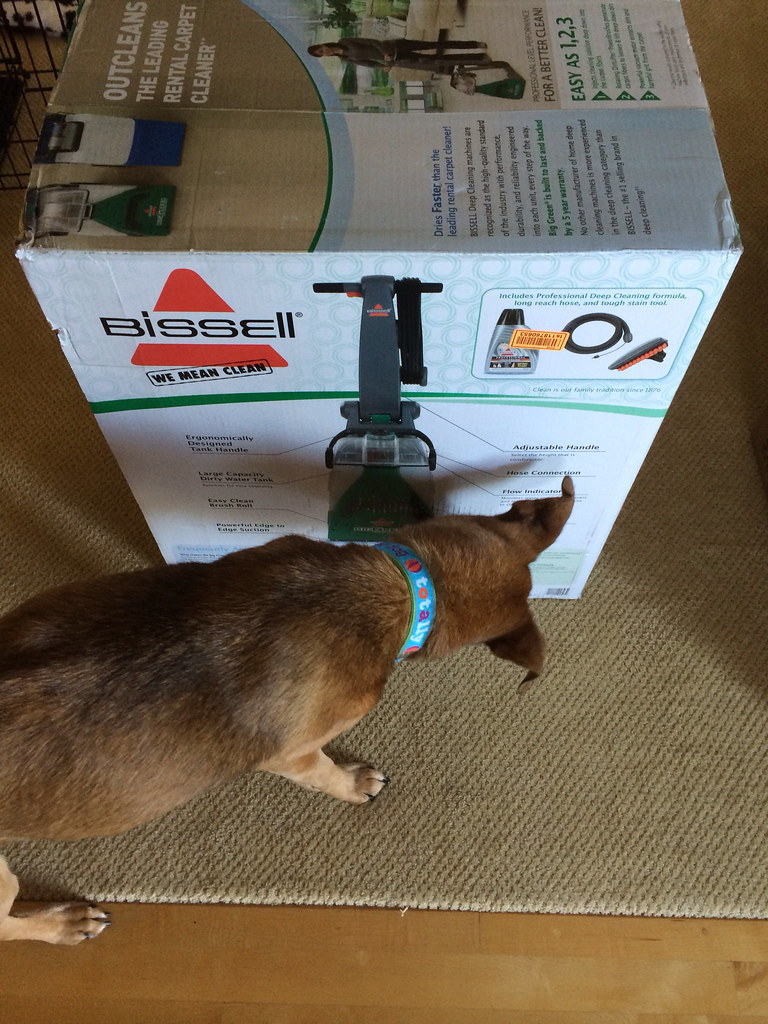Home carpet cleaner reference for SavingCat readers