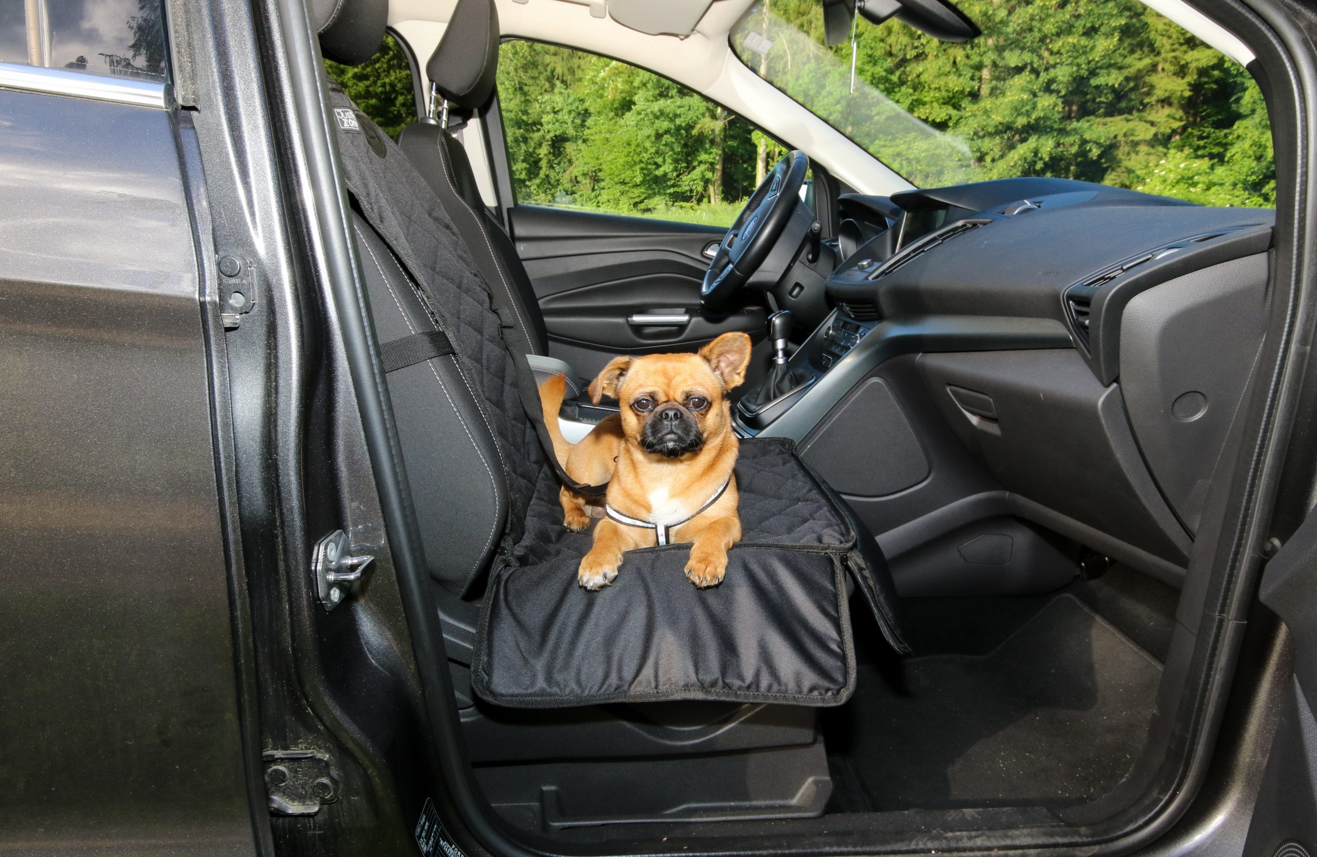 Dog sitting in a car seat for SavingCat readers