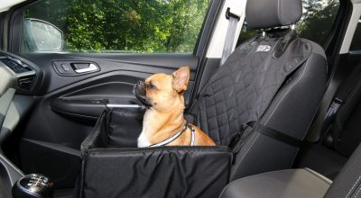 Dog in car with harness and seat belt for SavingCat readers