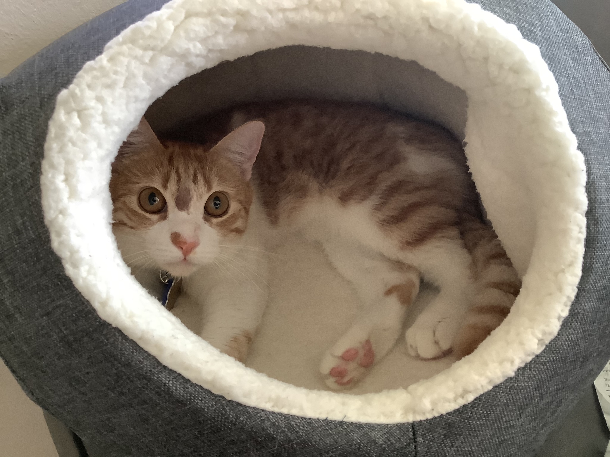 Cat at home for monitoring context for SavingCat readers