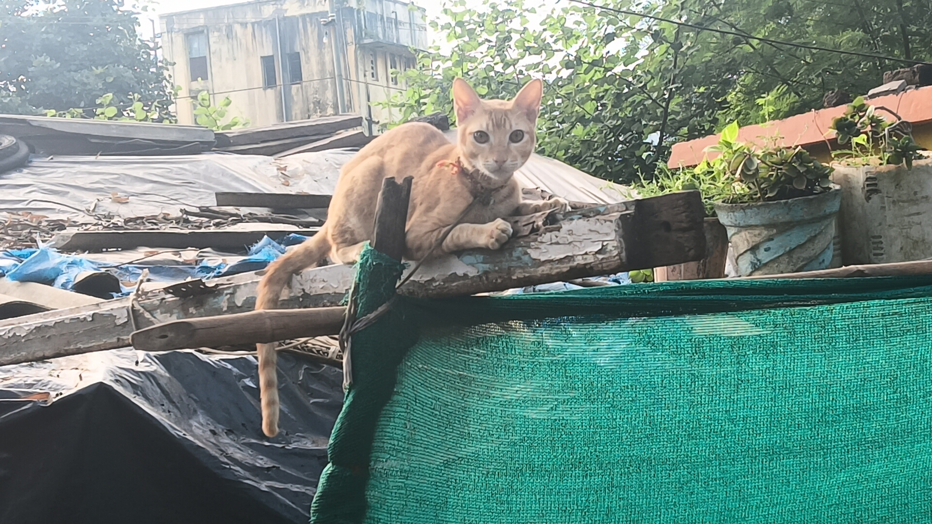 Cat looking toward a camera for SavingCat readers