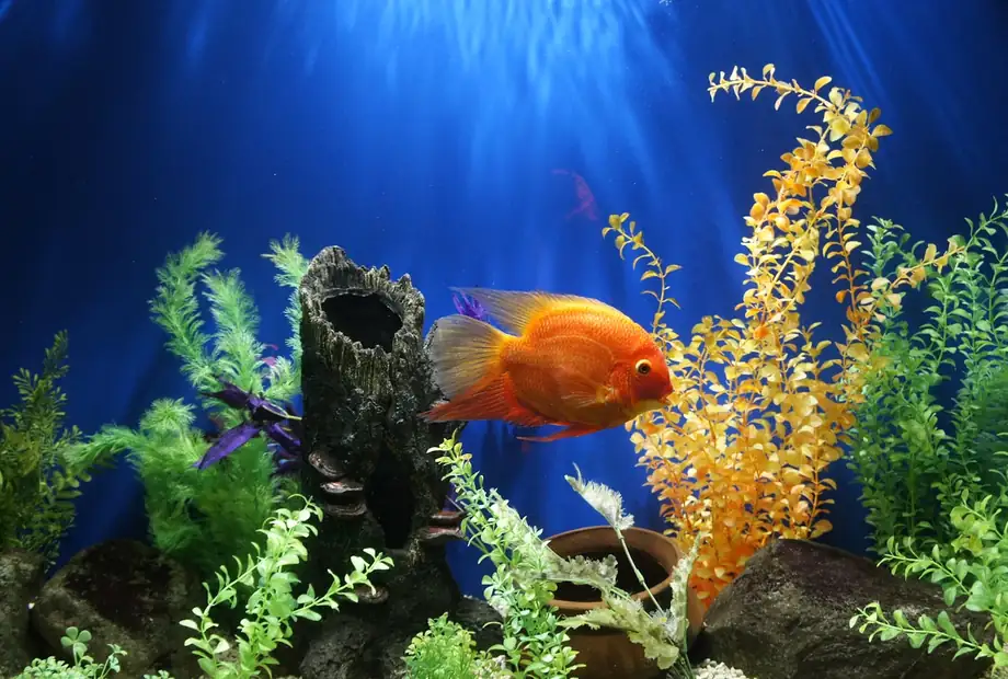 A clean home aquarium with colorful fish and decorations