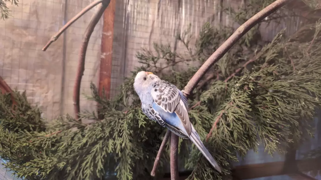 A domesticated budgerigar inside a cage showing bar spacing