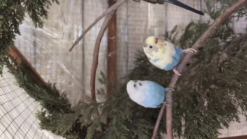 Best Bird Cages for Parakeets and Small Birds: What to Look For Before You Buy