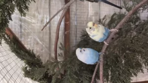 Best Bird Cages for Parakeets and Small Birds: What to Look For Before You Buy