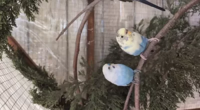 Two colorful budgerigars sitting inside a bird cage