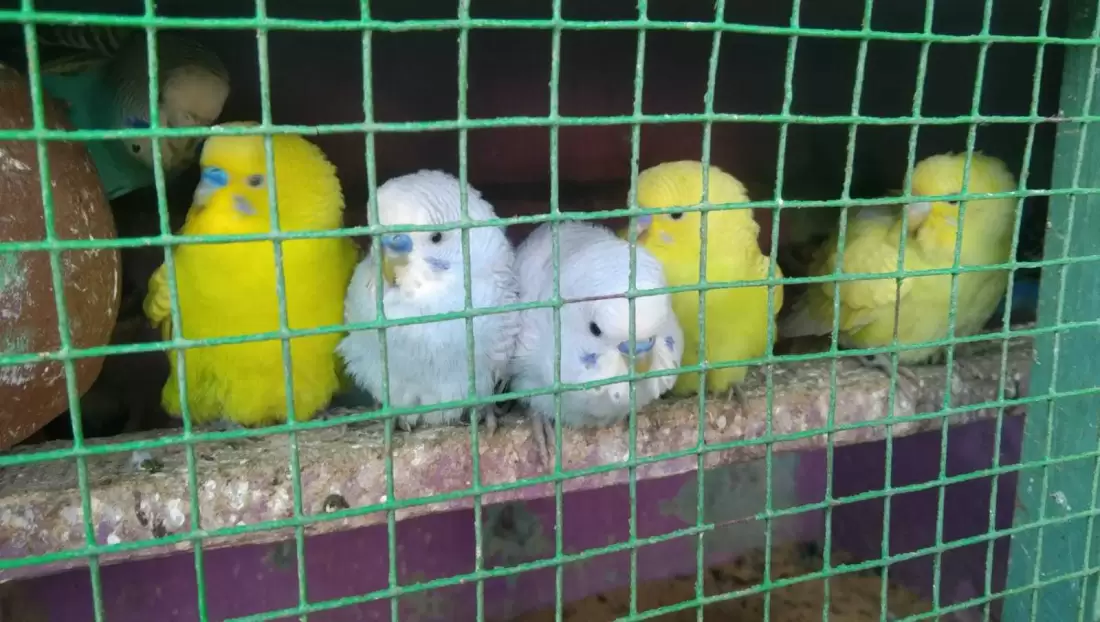 Budgerigars in a cage with perches and interior space