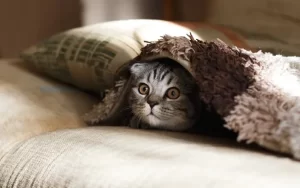 Best Cat Food Bowls for Messy Eaters: What to Look For Before You Buy