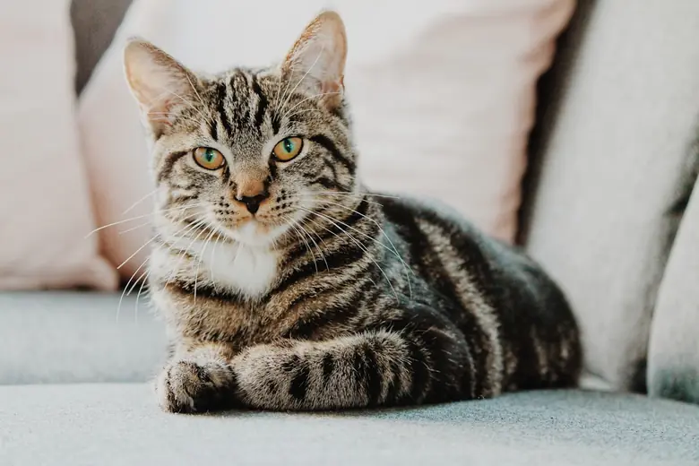 Real cat resting at home for a guide to comfortable feeding setups
