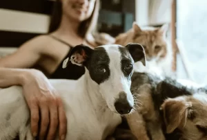 Best Dog Beds for Dogs That Stay Home Alone: What to Look For Before You Buy