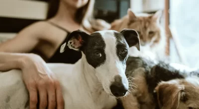 Dog owner relaxing at home with a dog, used for a guide to choosing dog beds for home-alone dogs