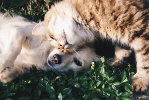 How Long Can Dogs Be Left Alone? A Practical Guide by Age and Routine