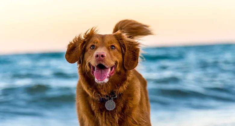 Active dog outdoors for a guide about feeding routines and enrichment