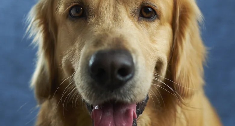 Happy dog at home for a guide to calm feeding and dog enrichment