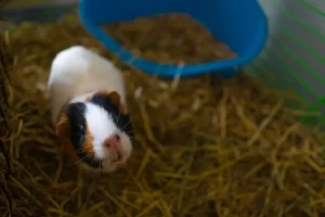 Best Guinea Pig Cages: What to Look For Before You Buy