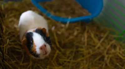 Close-up of a charming guinea pig in its indoor cage with straw and a blue pet house.