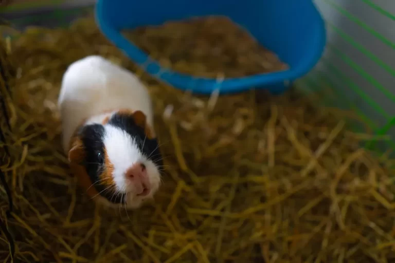 Best Guinea Pig Cages: What to Look For Before You Buy