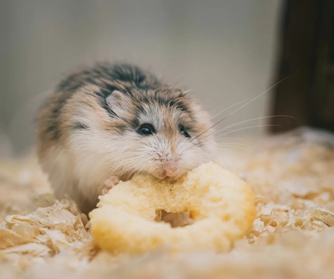 Single hamster sitting on clean wood shaving bedding