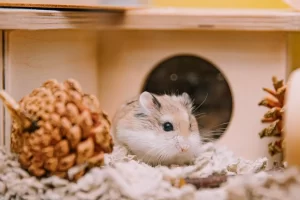 Best Hamster Cages for Syrian and Dwarf Hamsters: What to Look For Before You Buy