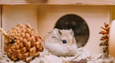 Single hamster in a wooden hideout with deep white bedding