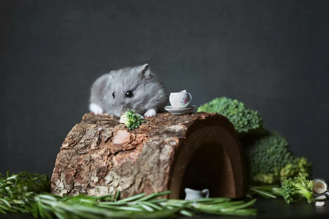 Dwarf hamster on a natural wood bridge with safe enrichment items