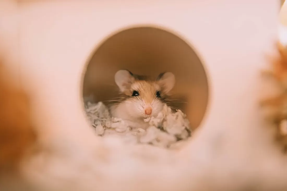 Roborovski hamster peeking from a solid hideout with soft paper bedding