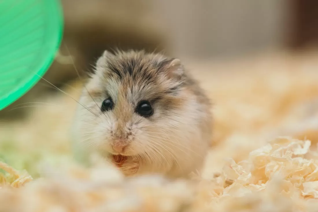 Fluffy hamster beside a solid exercise wheel on safe bedding