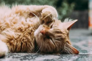 Why Is My Cat Always Hungry? 9 Common Reasons and What to Do Next