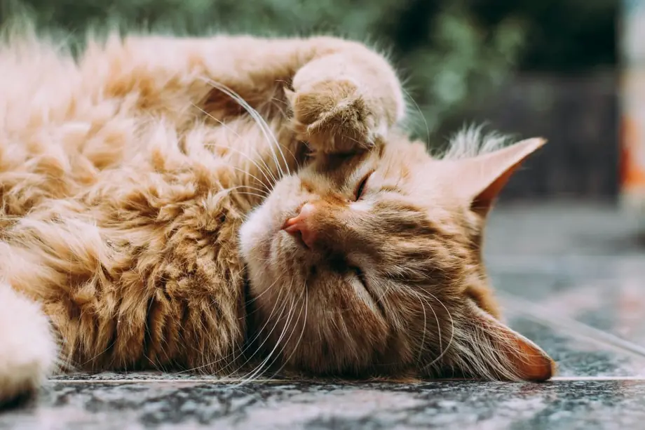 Cat indoors, used for a cat feeding and appetite guide