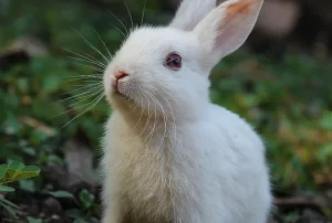 Best Hay Feeders for Rabbits and Guinea Pigs: What to Look For Before You Buy