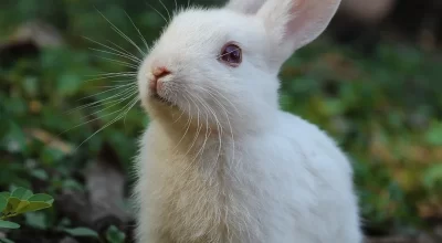 Real white rabbit in a natural setting for a hay feeder buying guide