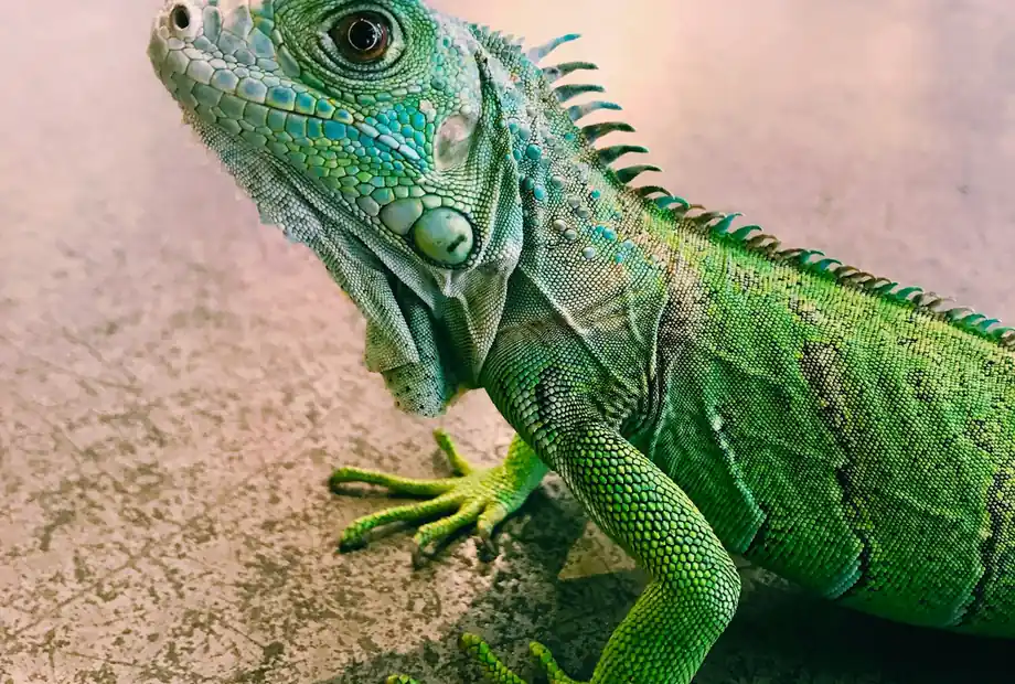 Best Reptile Heat Lamps for Terrariums: What to Look For Before You Buy